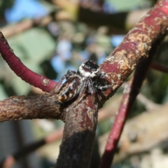 Opisthoncus sp. (genus) at Googong, NSW - 19 Mar 2022 05:12 PM