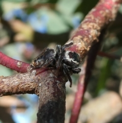 Opisthoncus sp. (genus) at Googong, NSW - 19 Mar 2022 05:12 PM