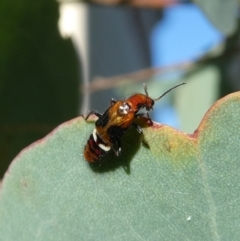 Carphurini sp. (tribe) (Soft-winged flower beetle) at Wandiyali-Environa Conservation Area - 19 Mar 2022 by Wandiyali
