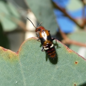 Carphurini sp. (tribe) at Googong, NSW - 19 Mar 2022 05:14 PM