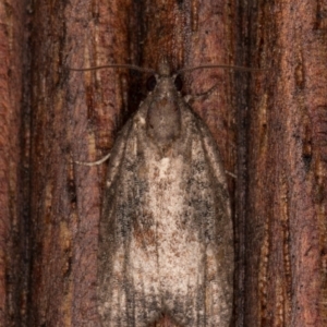 Thrincophora impletana at Melba, ACT - 24 Jan 2022