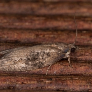 Thrincophora impletana at Melba, ACT - 24 Jan 2022