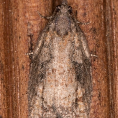 Thrincophora impletana (a Tortrix moth) at Melba, ACT - 24 Jan 2022 by kasiaaus