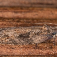 Thrincophora impletana at Melba, ACT - 24 Jan 2022