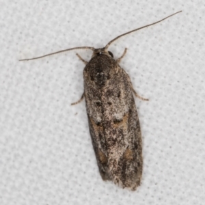 Agriophara nodigera at Melba, ACT - 24 Jan 2022