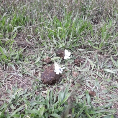 Pieris rapae (Cabbage White) at Urambi Hills - 25 Mar 2022 by Luis