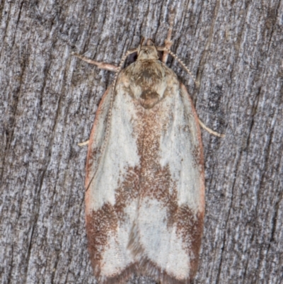 Garrha phoenopis (Garrha phoenopis) at Melba, ACT - 24 Jan 2022 by kasiaaus