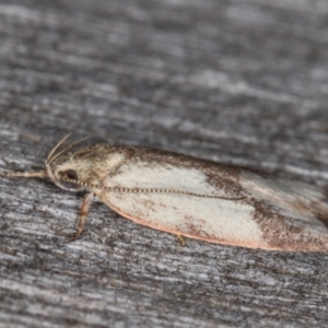 Garrha phoenopis at Melba, ACT - 24 Jan 2022 11:12 PM