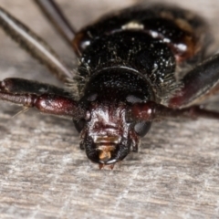 Phoracantha tricuspis at Melba, ACT - 24 Jan 2022 11:19 PM