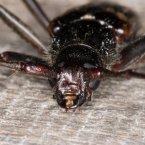 Phoracantha tricuspis at Melba, ACT - 24 Jan 2022