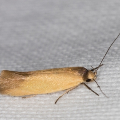 Phauloplana illuta (A concealer moth) at Melba, ACT - 25 Jan 2022 by kasiaaus