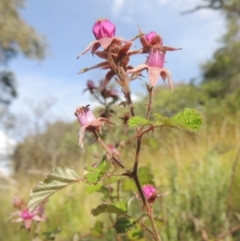Rubus parvifolius (Native Raspberry) at Paddys River, ACT - 30 Nov 2021 by MichaelBedingfield