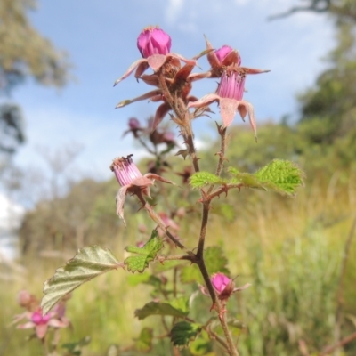 Rubus parvifolius (Native Raspberry) at Paddys River, ACT - 30 Nov 2021 by michaelb