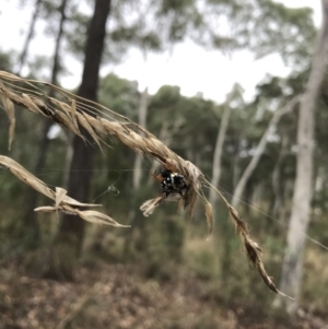 Austracantha minax at Bruce, ACT - 27 Mar 2022 11:23 AM