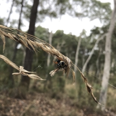 Austracantha minax (Christmas Spider, Jewel Spider) at Bruce, ACT - 27 Mar 2022 by chromo