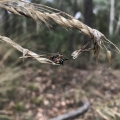 Austracantha minax at Bruce, ACT - 27 Mar 2022 11:23 AM