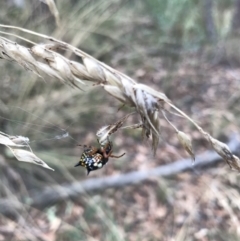 Austracantha minax at Bruce, ACT - 27 Mar 2022 11:23 AM