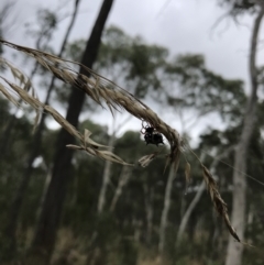 Austracantha minax at Bruce, ACT - 27 Mar 2022