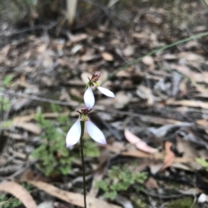 Eriochilus cucullatus at O'Connor, ACT - 27 Mar 2022