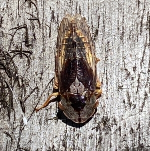 Stenocotis depressa at Jerrabomberra, NSW - suppressed