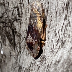 Stenocotis depressa at Jerrabomberra, NSW - suppressed