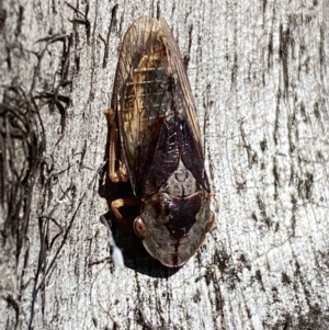 Stenocotis depressa at Jerrabomberra, NSW - suppressed