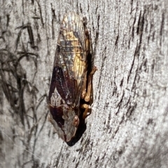 Stenocotis depressa at Jerrabomberra, NSW - suppressed