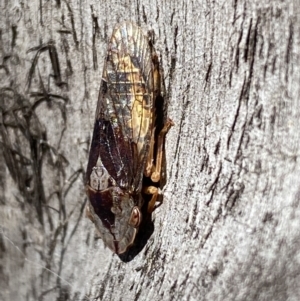 Stenocotis depressa at Jerrabomberra, NSW - suppressed