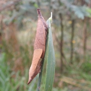 Pararguda nasuta at Kambah, ACT - 27 Mar 2022