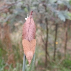 Pararguda nasuta at Kambah, ACT - 27 Mar 2022 11:47 AM