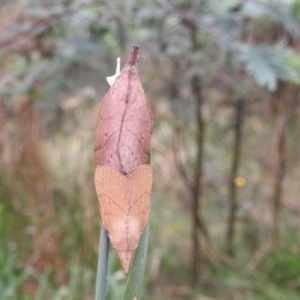 Pararguda nasuta at Kambah, ACT - 27 Mar 2022 11:47 AM