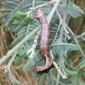 Neola semiaurata at Kambah, ACT - 27 Mar 2022