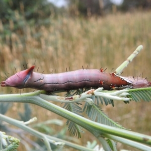 Neola semiaurata at Kambah, ACT - 27 Mar 2022