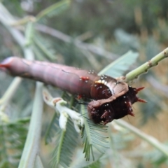 Neola semiaurata at Kambah, ACT - 27 Mar 2022