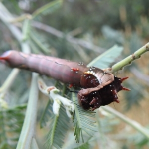 Neola semiaurata at Kambah, ACT - 27 Mar 2022