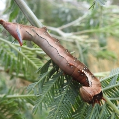 Neola semiaurata at Kambah, ACT - 27 Mar 2022