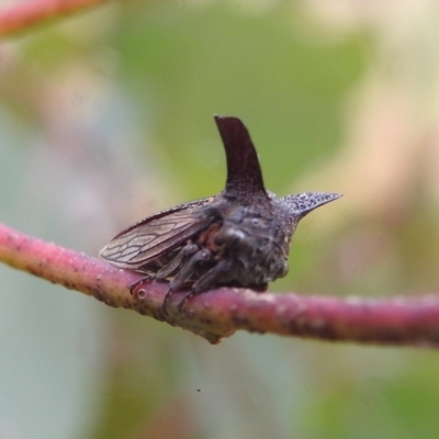 Ceraon sp. (genus) (2-horned tree hopper) at Kambah, ACT - 27 Mar 2022 by HelenCross