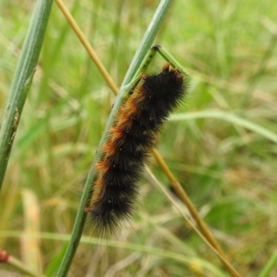 Arctiinae (subfamily) (A Tiger Moth or Woolly Bear) at Kambah, ACT - 26 Mar 2022 by HelenCross