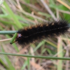 Arctiinae (subfamily) at Kambah, ACT - 27 Mar 2022