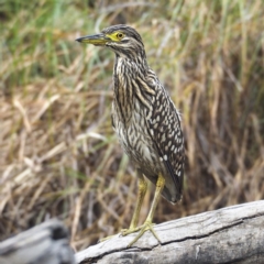 Nycticorax caledonicus (Nankeen Night-Heron) at O'Connor, ACT - 27 Mar 2022 by David