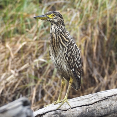 Nycticorax caledonicus (Nankeen Night-Heron) at O'Connor, ACT - 27 Mar 2022 by David