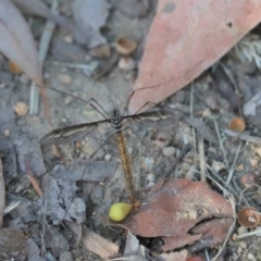 Ptilogyna sp. (genus) (A crane fly) at Cook, ACT - 25 Mar 2022 by Tammy