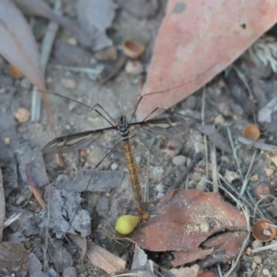 Ptilogyna sp. (genus) (A crane fly) at Cook, ACT - 25 Mar 2022 by Tammy