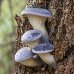 Omphalotus nidiformis (Ghost Fungus) at Nadgigomar Nature Reserve - 26 Mar 2022 by trevsci