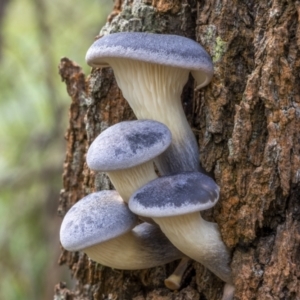 Omphalotus nidiformis at QPRC LGA - 26 Mar 2022