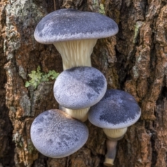 Omphalotus nidiformis at QPRC LGA - 26 Mar 2022