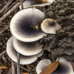 Omphalotus nidiformis at QPRC LGA - 26 Mar 2022