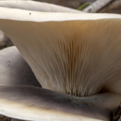 Omphalotus nidiformis at QPRC LGA - 26 Mar 2022