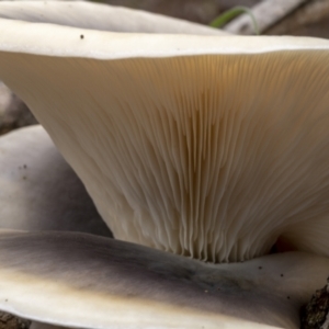 Omphalotus nidiformis at QPRC LGA - 26 Mar 2022