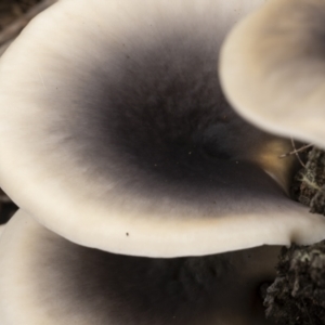 Omphalotus nidiformis at QPRC LGA - 26 Mar 2022